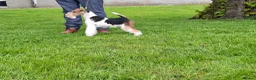 Fox Terrier dogs for sale: Wire fox terrier puppies for sale - Advert 4