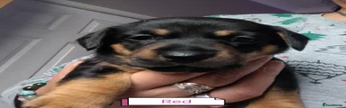 Jackshund 2