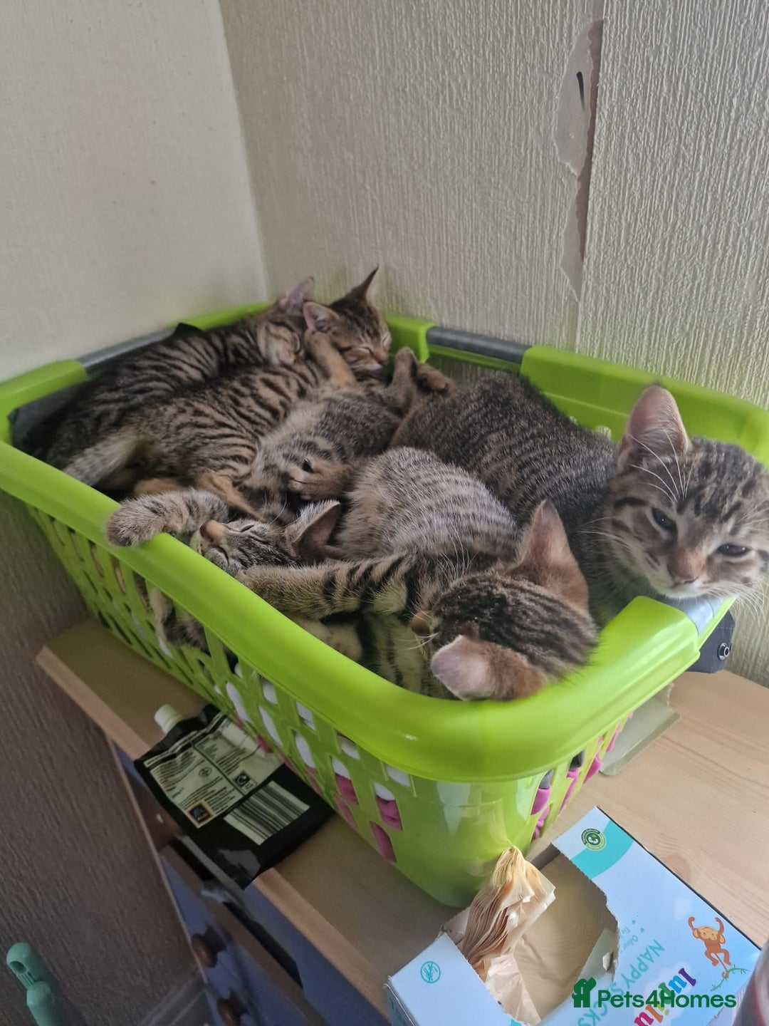 Domestic Shorthair cats for sale: 5 beautiful kittens for sale - Image 1