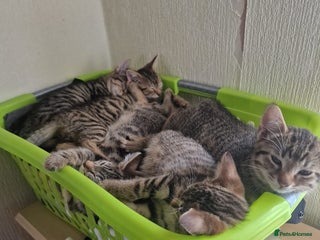 Domestic Shorthair cats - Advert 15