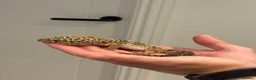 Leopard Gecko reptiles for sale: Leopard gecko and set up for sale  - Advert 1