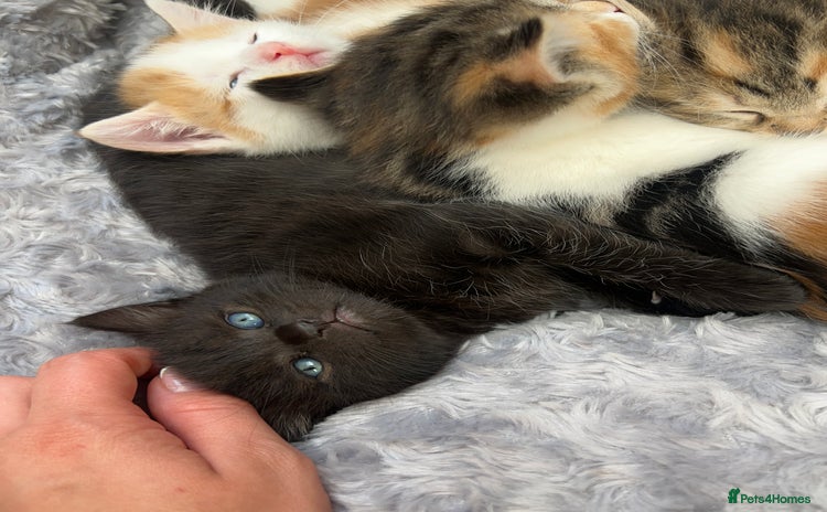 Mixed Breed cats - Advert 4