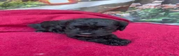 Cockapoo dogs for sale: American cockapoos - yankydoodles - Advert 12