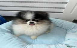 Pomeranian dogs for sale: Beautiful 7 month old boy Pomeranian  - Image 1