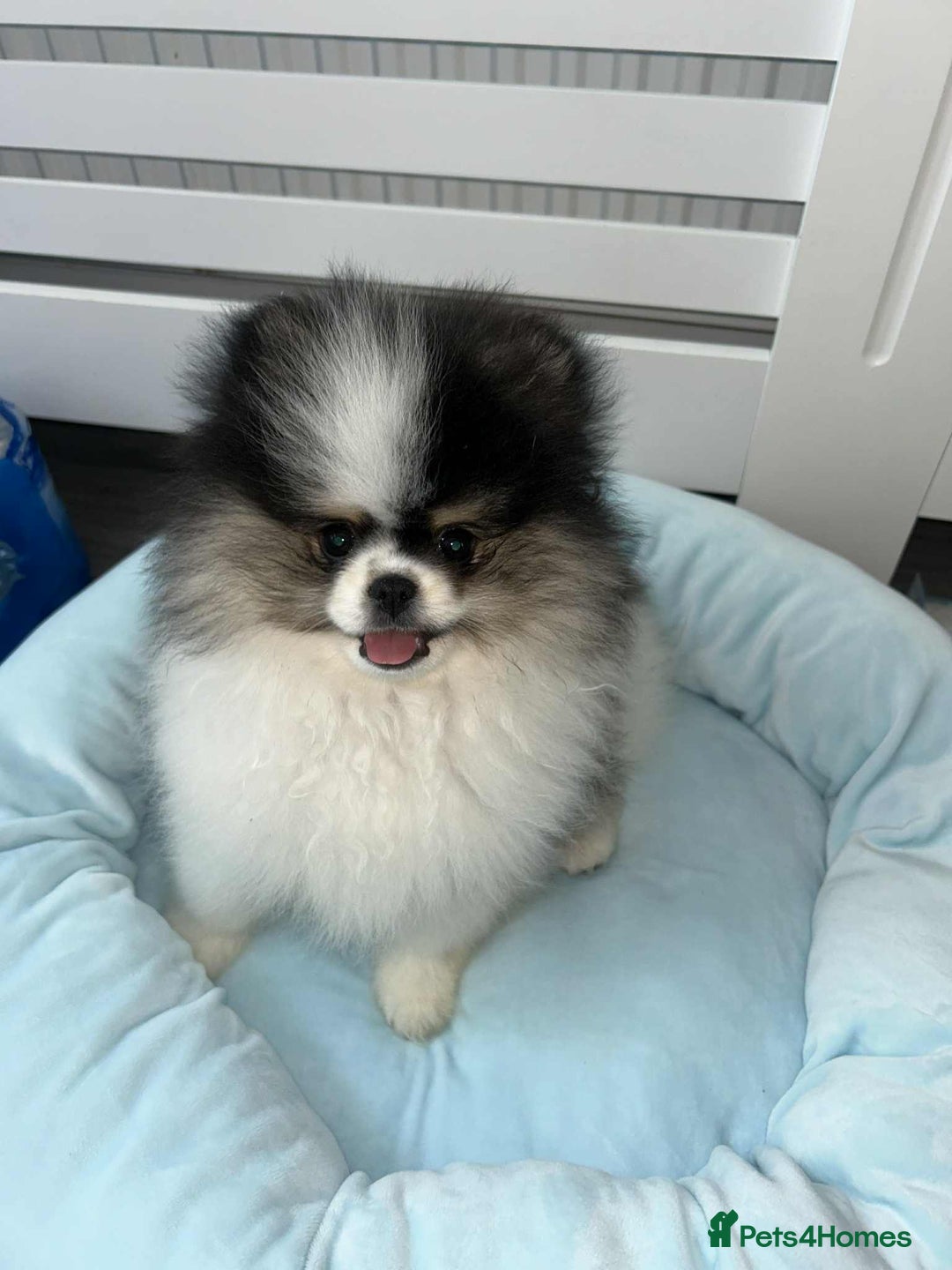 Pomeranian dogs for sale: Beautiful 7 month old boy Pomeranian  - Image 1