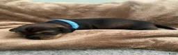 Miniature Dachshund dogs for sale: KC WIREHAIRED MINUATURE DACHSHUNDS  in Pontypool - Advert 9