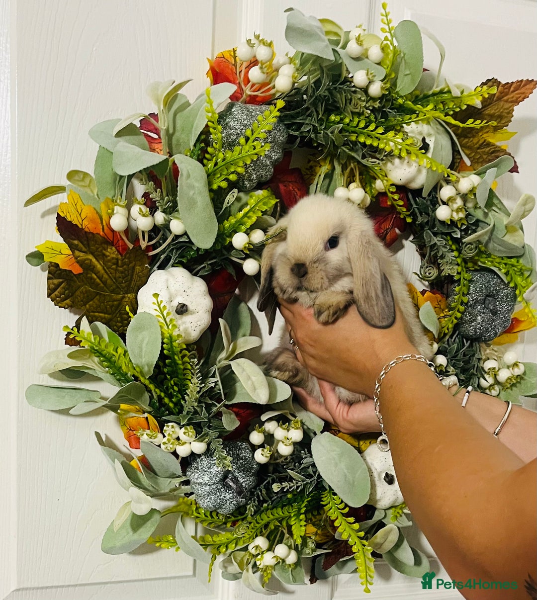 Mini Lop rabbits for sale: 🐰pure bred Miniature Lop 🐰 - Advert 19