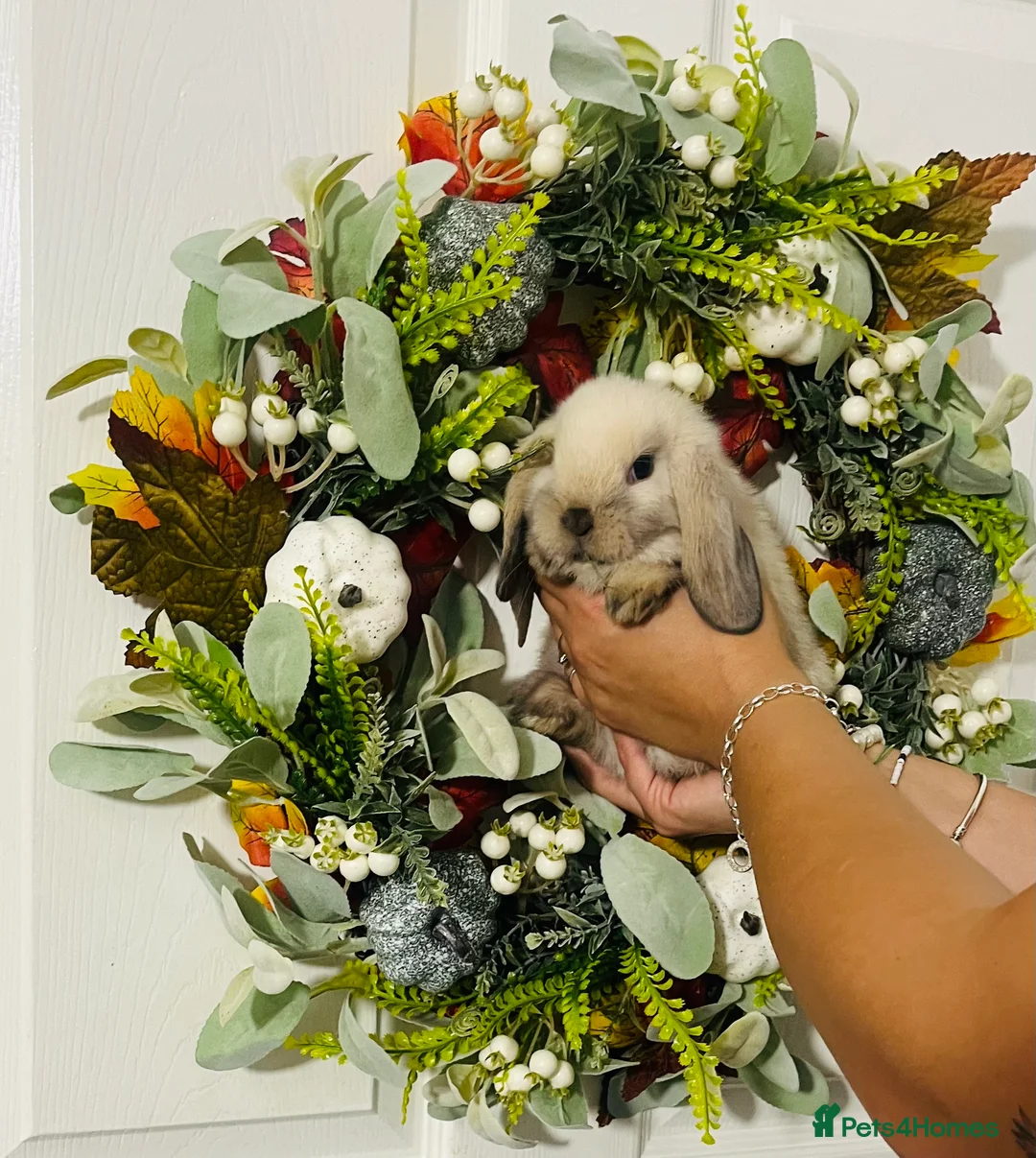 Mini Lop rabbits for sale: 🐰pure bred Miniature Lop 🐰 - Advert 22