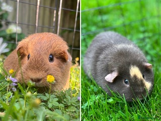 Guinea Pig rodents - Advert 1