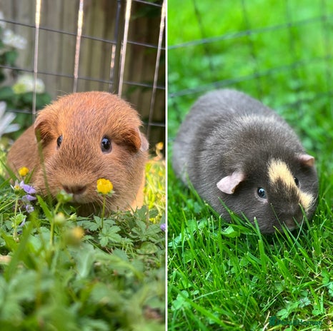 Guinea Pig rodents - Advert 3