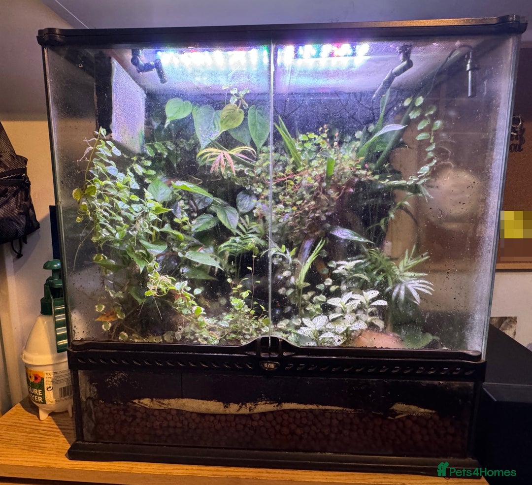 Frog reptiles for sale: 3 Lovely Blue Dart Frogs (URGENT HOME NEEDED)  - Advert 4