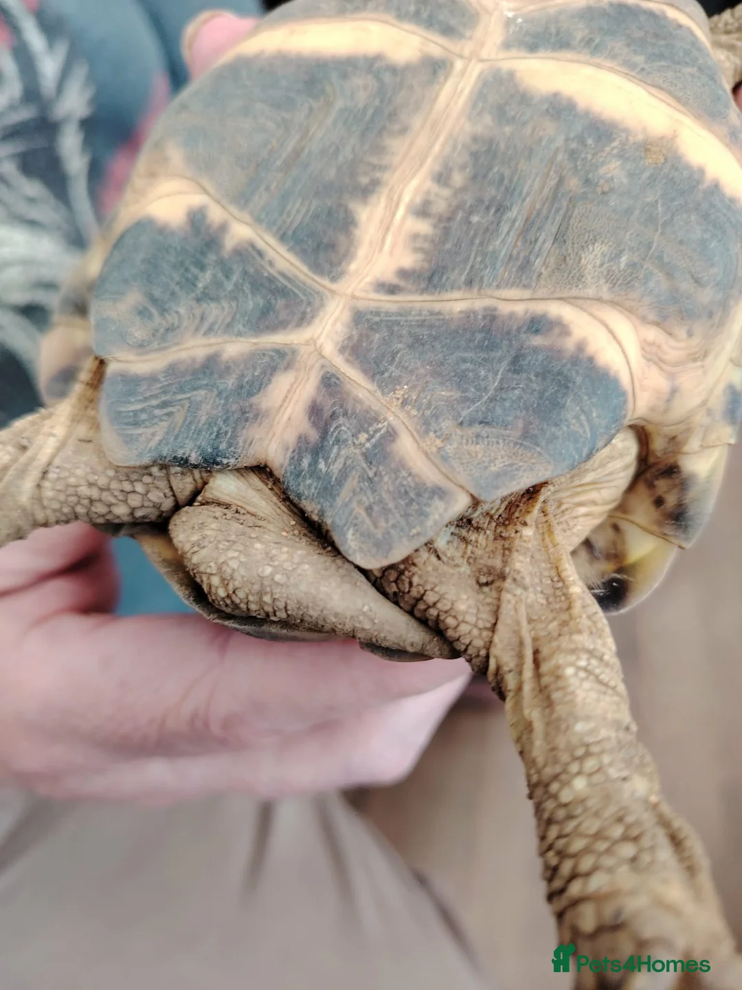 Tortoise reptiles for sale: Horsefield tortoise for sale with enclosure  in Belper - Advert 5