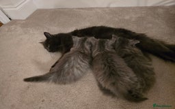 Siberian cats for sale: Beautiful fluffy Siberian kittens - Advert 2