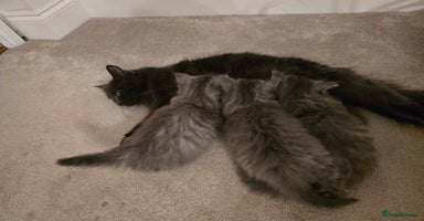 Siberian cats Beautiful fluffy Siberian kittens - Advert 2