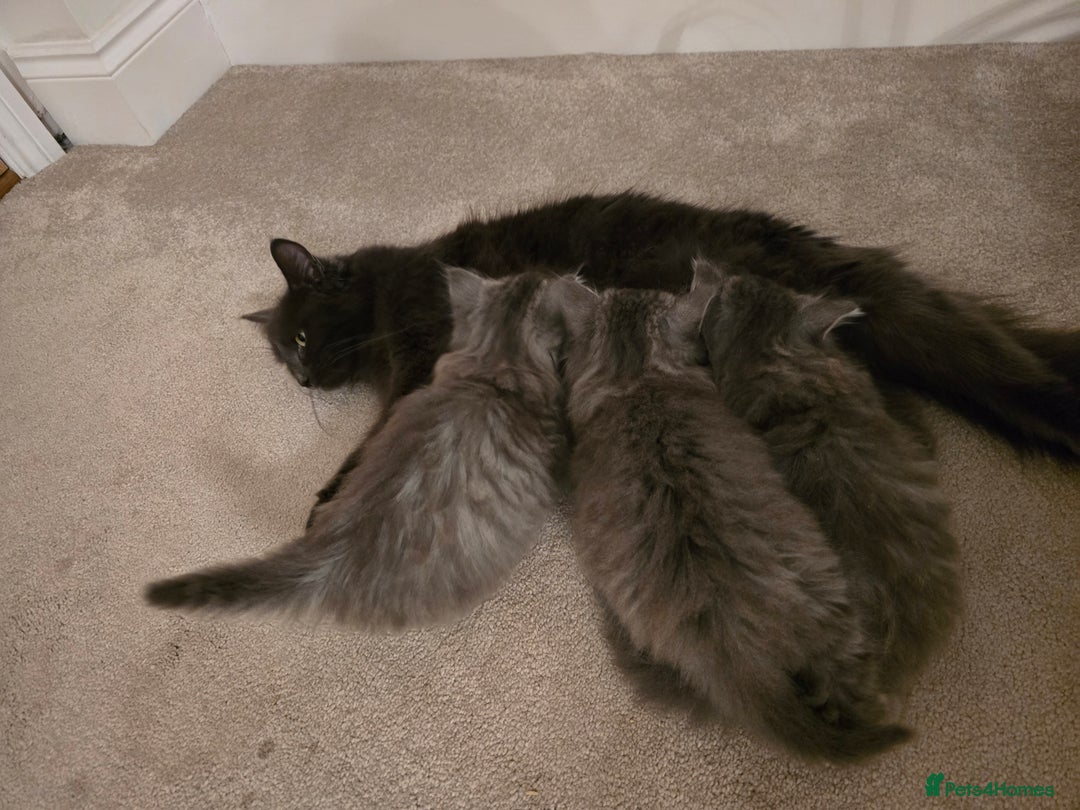 Siberian cats for sale: Beautiful fluffy Siberian kittens - Advert 2