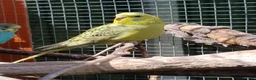 Budgerigars birds for sale: Baby budgies, easily tamed  - Advert 4