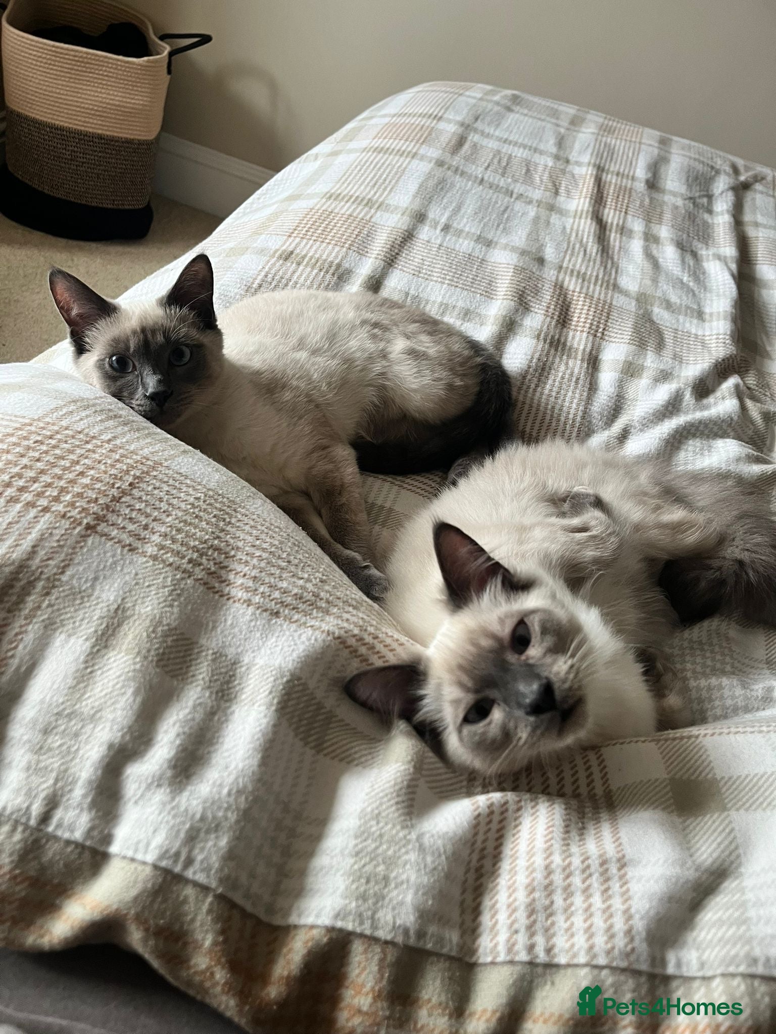 Ragamese cats Brother ragamese kittens (ragdoll/siamese) - Advert 7