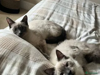 Ragamese cats Brother ragamese kittens (ragdoll/siamese) - Advert 7