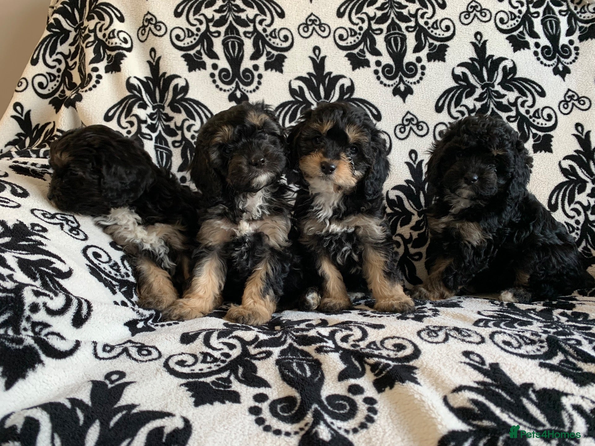 Cavapoo dogs F1 Cavapoos  - Advert 3