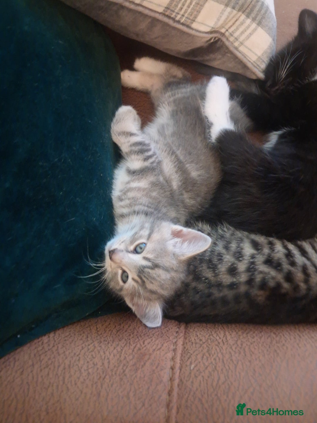 Mixed Breed cats for sale: 3 BEAUTIFUL KITTENS 😸 AVAILABLE  - Advert 39