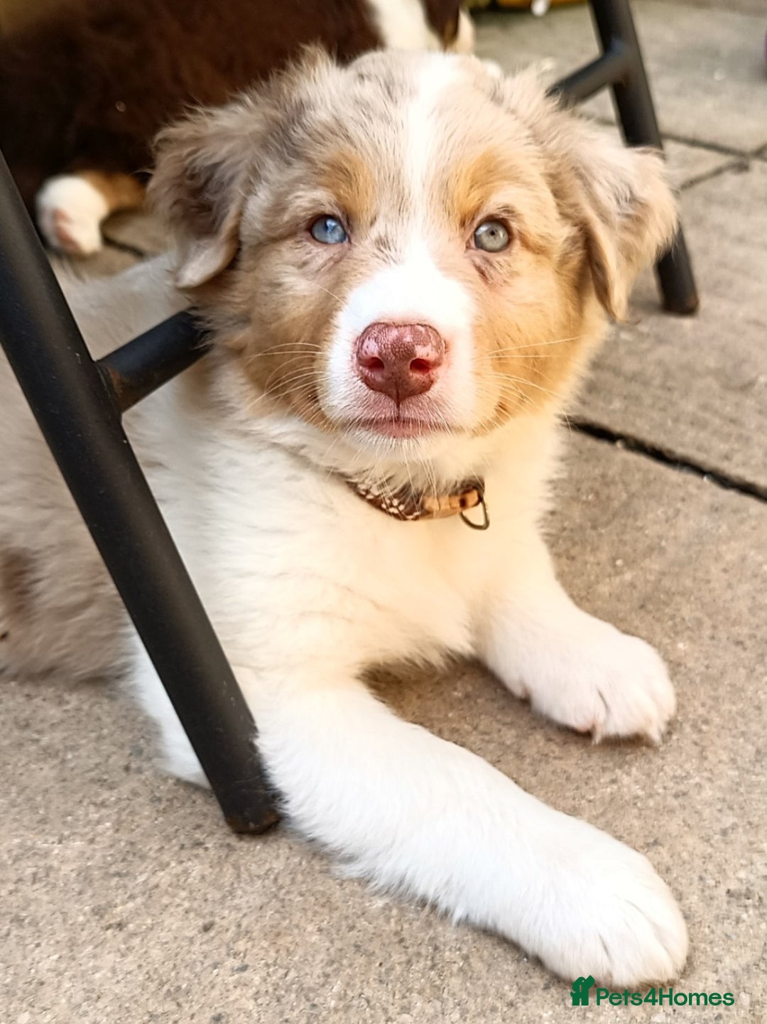 Australian Shepherd dogs for stud: Australian shepherd for stud - Advert 10