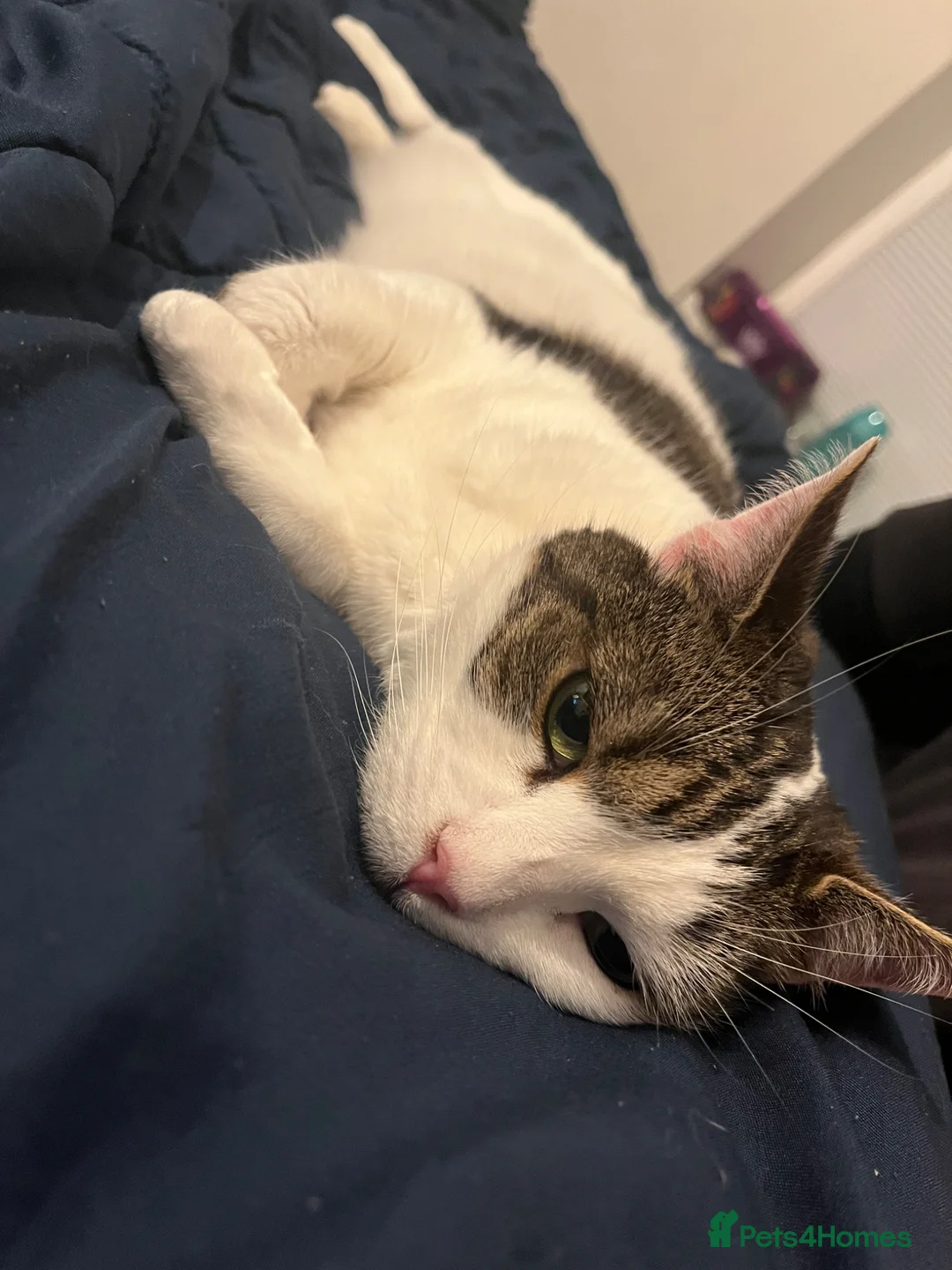 Mixed Breed cats for sale: Beautiful Domestic Cat  in Barnoldswick - Advert 5