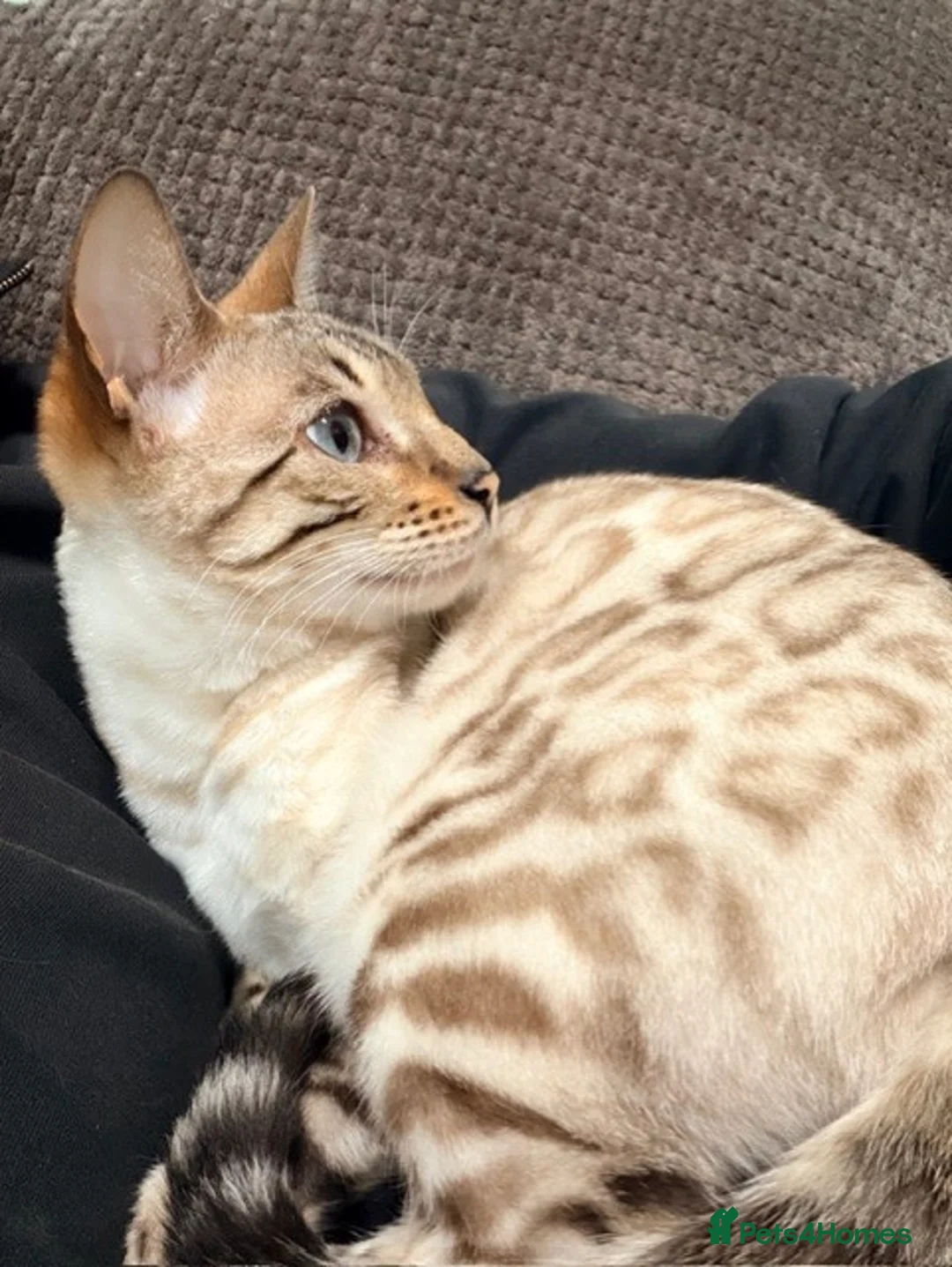 Bengal cats for sale: Beautiful Bengal Kittens For Sale  - Advert 28