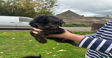 Miniature Poodle dogs - Advert 3