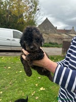 Miniature Poodle dogs - Advert 7