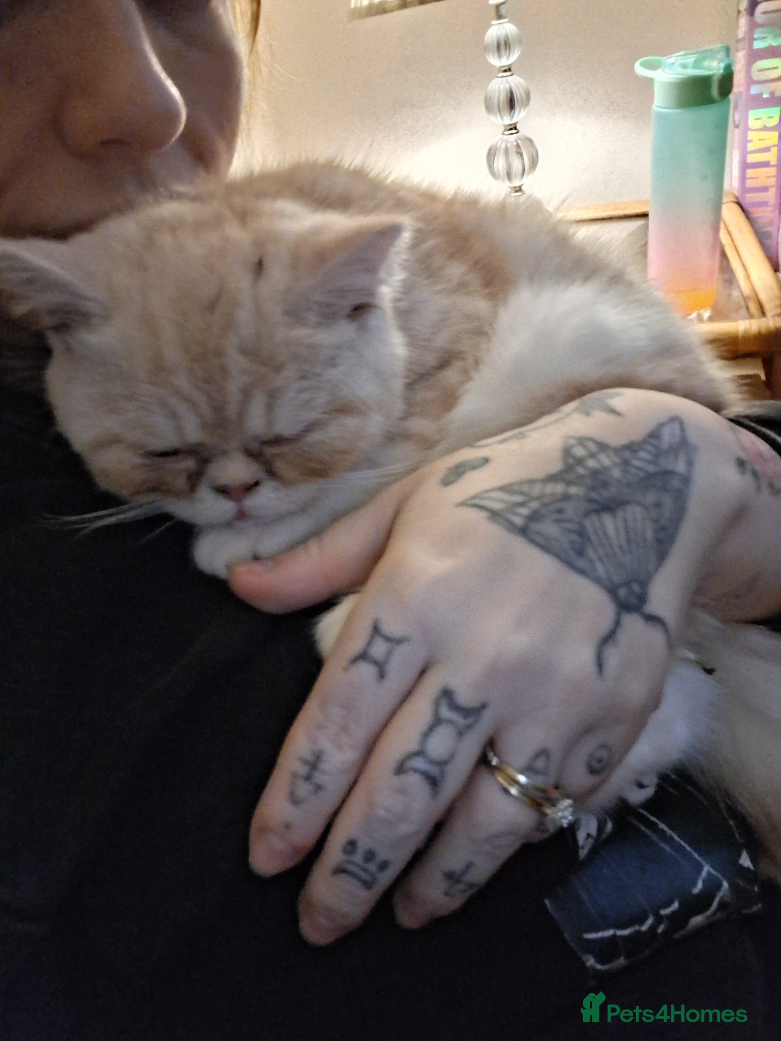 Exotic cats for sale: 8 month boy.pure bred exotic. Pedigree cream gene. - Advert 6