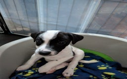 Mixed Breed dogs for sale: F1 jackcain  - Advert 30