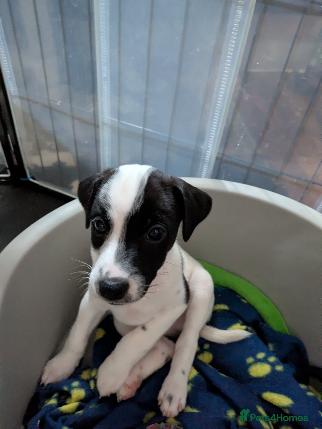 Mixed Breed dogs for sale: F1 jackcain  - Advert 30