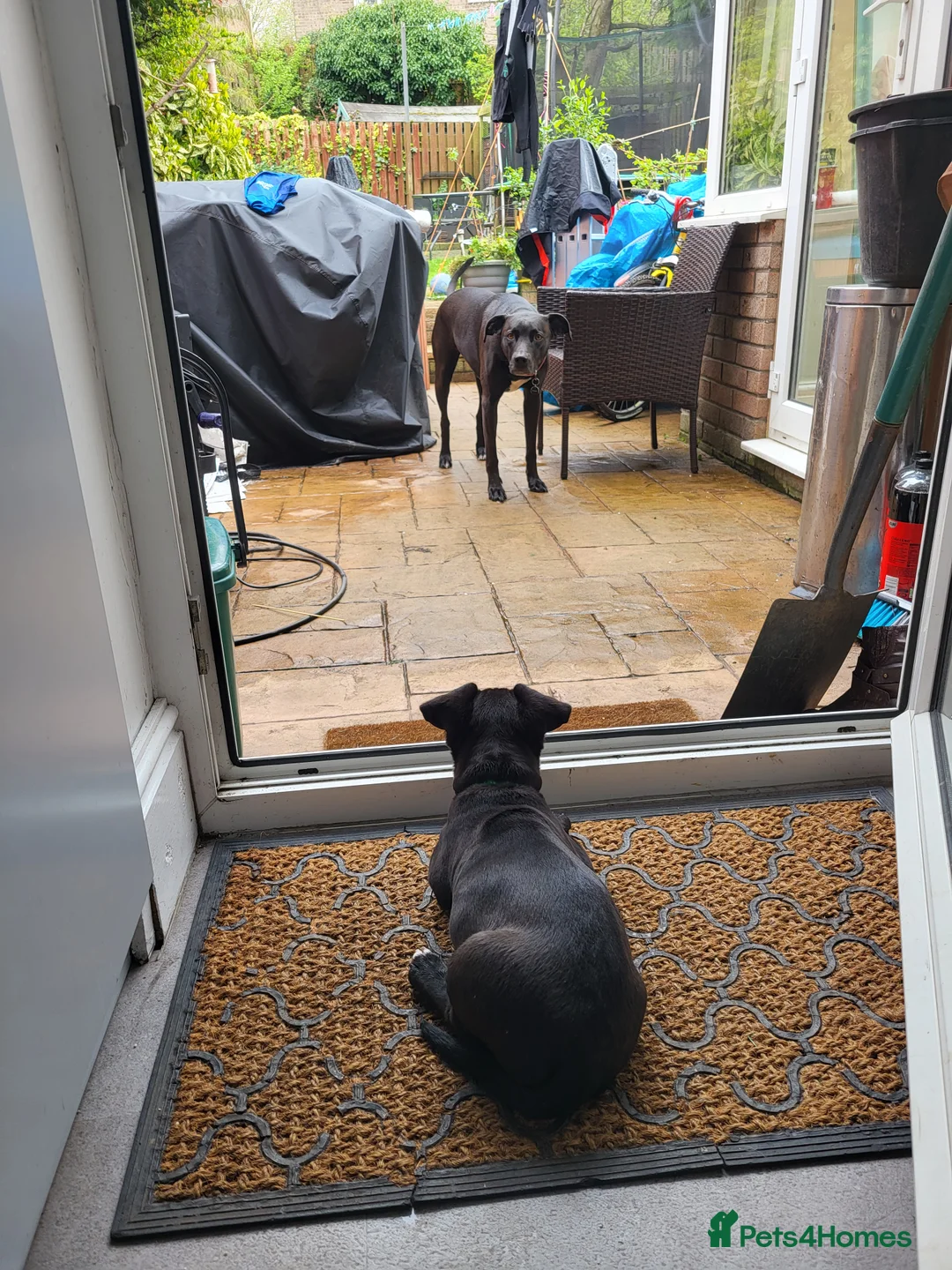 Mixed Breed dogs for sale: Ollie - Advert 14