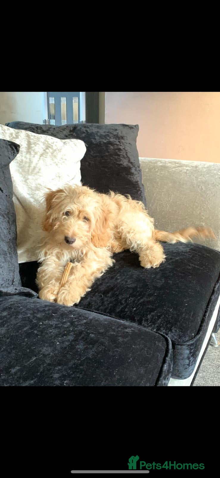 Cockapoo dogs ⭐proven cockerpoo stud⭐ - Advert 10