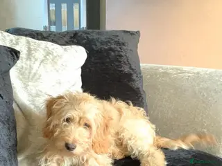 Cockapoo dogs ⭐proven cockerpoo stud⭐ - Advert 10