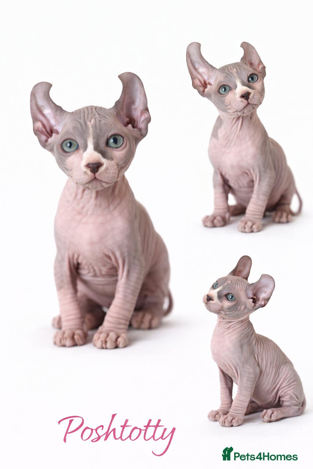 Sphynx cats Poshtotty Elf Sphynx – Last Stunning Boy Available - Advert 1