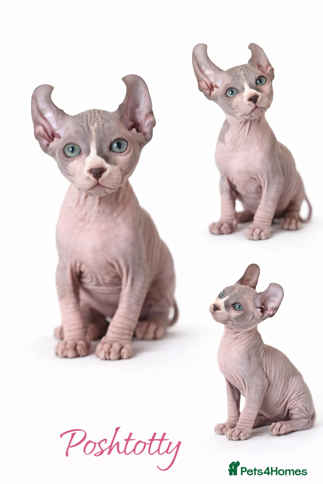 Sphynx cats for sale: Poshtotty Elf Sphynx – Last Stunning Boy Available - Advert 1