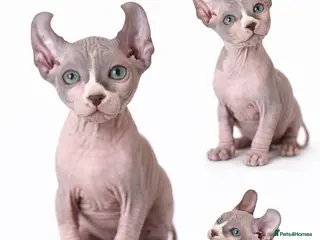 Sphynx cats Poshtotty Elf Sphynx – Last Stunning Boy Available - Advert 1
