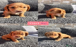 Cocker Spaniel dogs for sale: 6 beautiful red working cocker spaniels  - Image 4