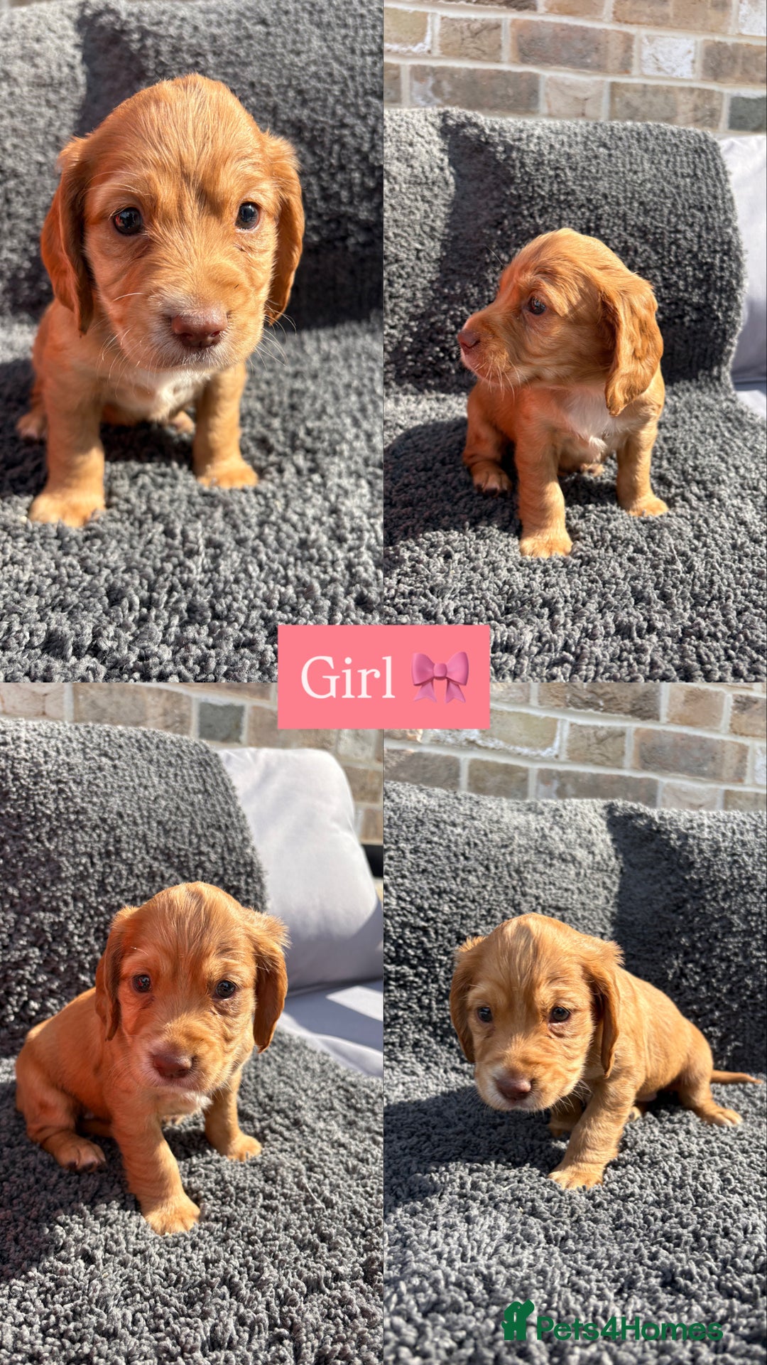 Cocker Spaniel dogs for sale: 6 beautiful red working cocker spaniels  - Image 4