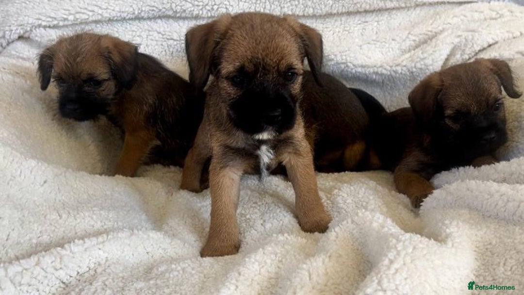 Border Terrier dogs for sale: Border terrier puppies  - Image 8