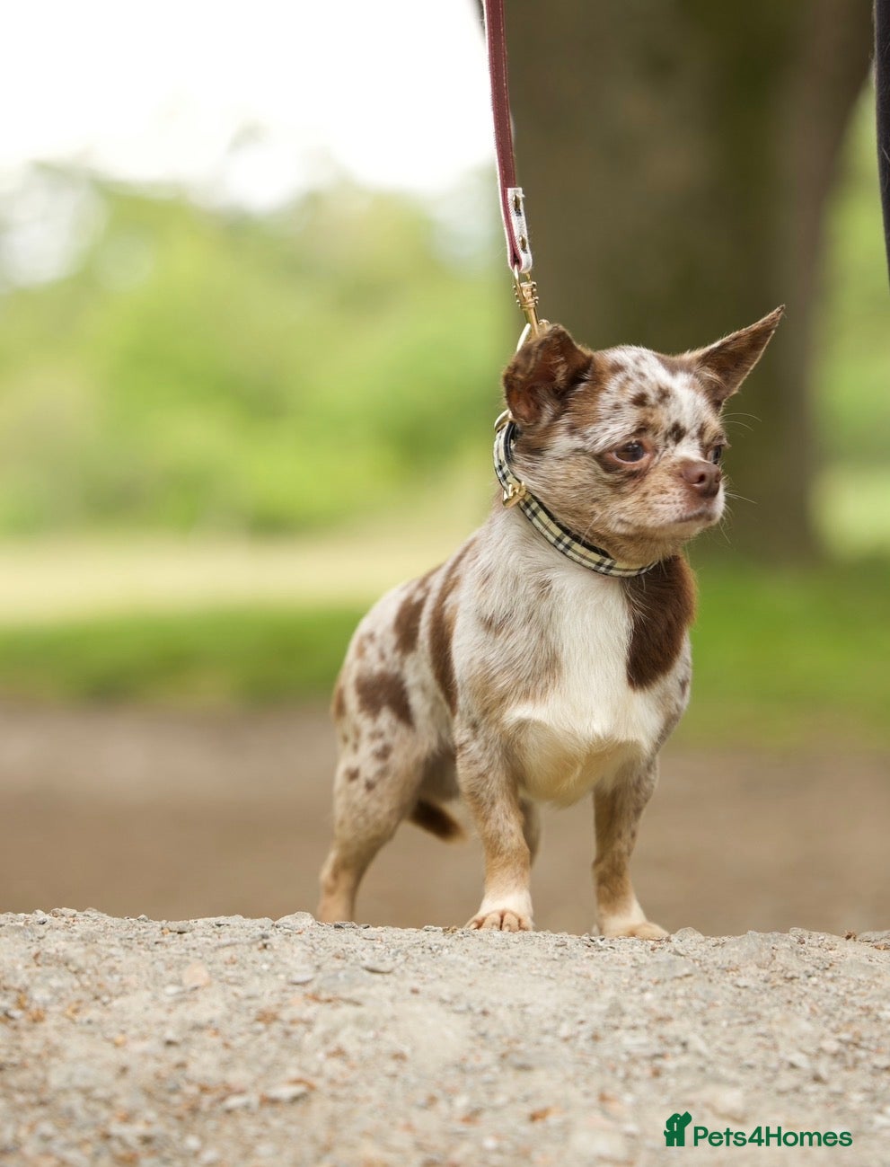 Chihuahua dogs GUNNER Merle chihuahua for STUD - Advert 1