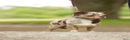 Chihuahua dogs for stud: GUNNER Merle chihuahua for STUD - Advert 1