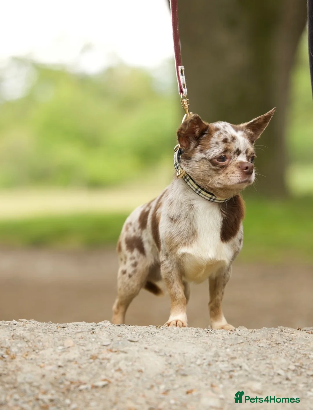 Chihuahua dogs for stud: GUNNER Merle chihuahua for STUD - Advert 1