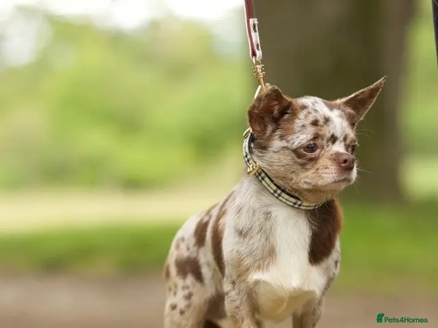 Chihuahua dogs GUNNER Merle chihuahua for STUD - Advert 1