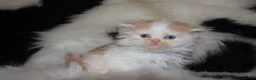 Scottish Fold cats for sale: Eight wee wonders seek mum/dad - Advert 10