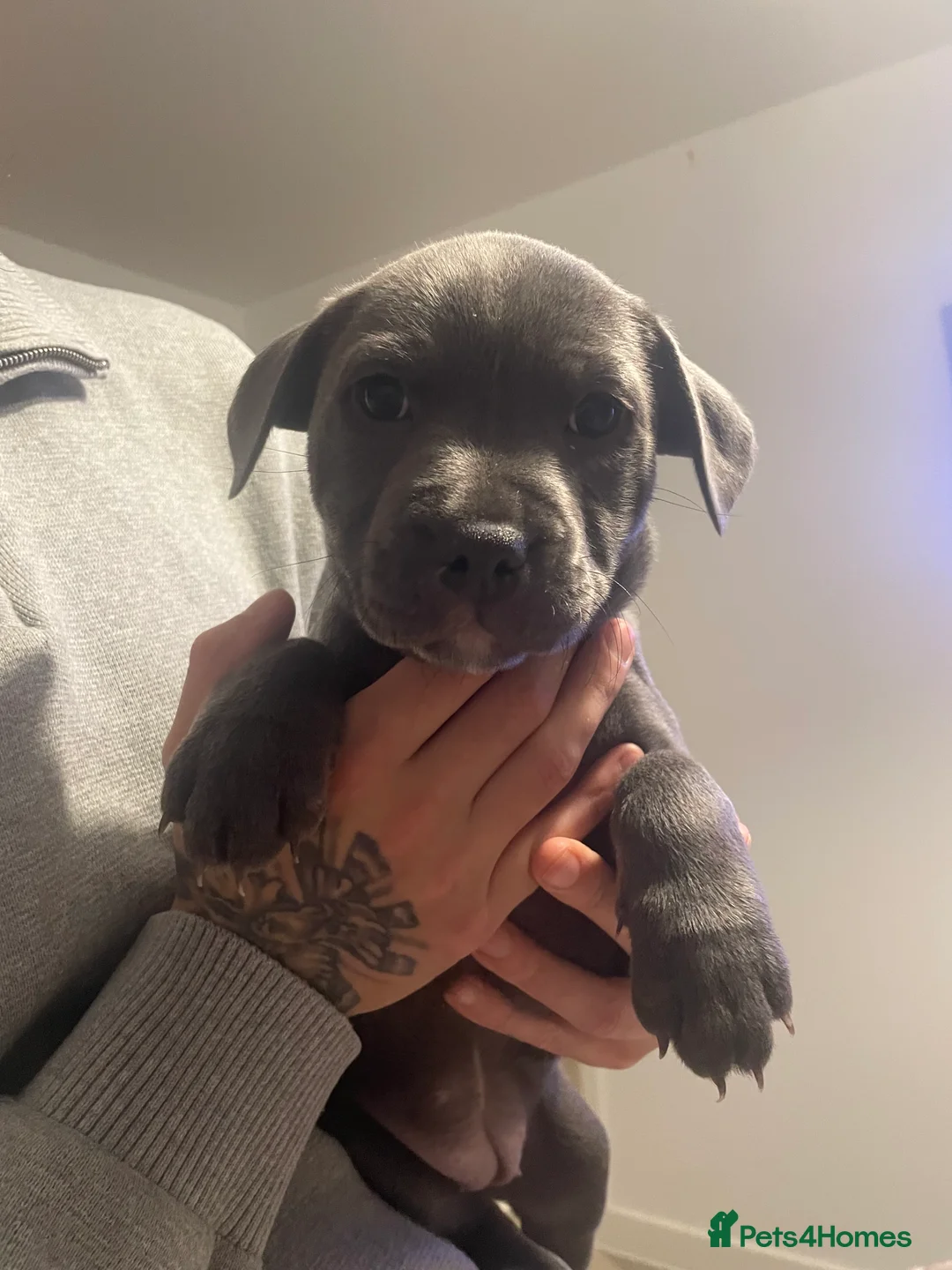 Staffordshire Bull Terrier dogs for sale: Blue staffie puppies   - Advert 32