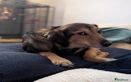 Mixed Breed dogs for adoption: Have you got the dedication to save this soul ? - Image 6