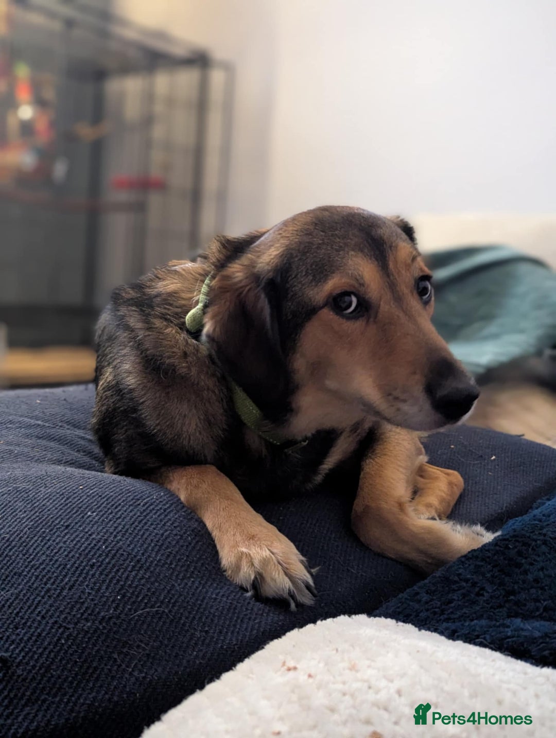 Mixed Breed dogs for adoption: Have you got the dedication to save this soul ? - Image 6