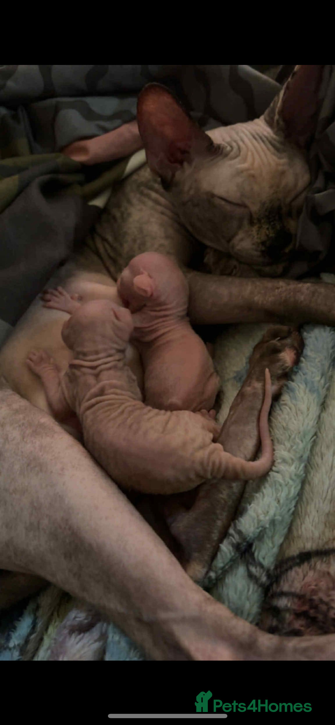 Sphynx cats for sale: Last sphynx Boy  - Image 2